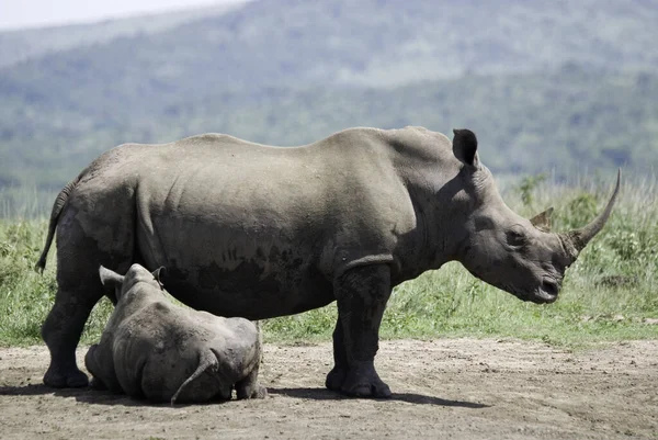 White Rhinoceros Square Lipped Rhinoceros Largest Extant Species Rhinoceros Has — Stock Photo, Image