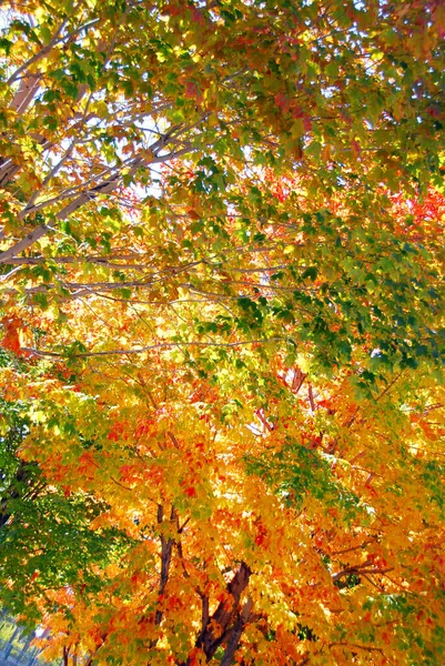 加拿大魁北克五彩缤纷的秋叶 — 图库照片