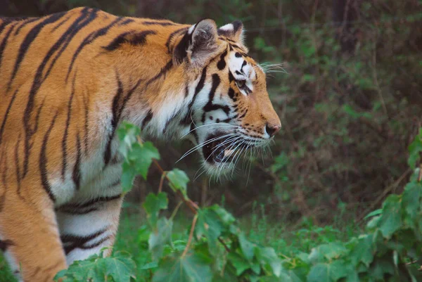 Tygrys Panthera Tygrys Jest Członkiem Rodziny Felidae Jest Największym Czterech — Zdjęcie stockowe