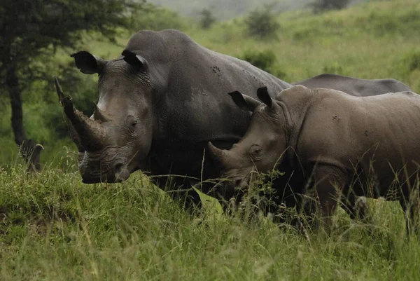 Rhinoceros Grupo Cinco Espécies Ungulados Família Rhinocerotidae Duas Destas Espécies — Fotografia de Stock