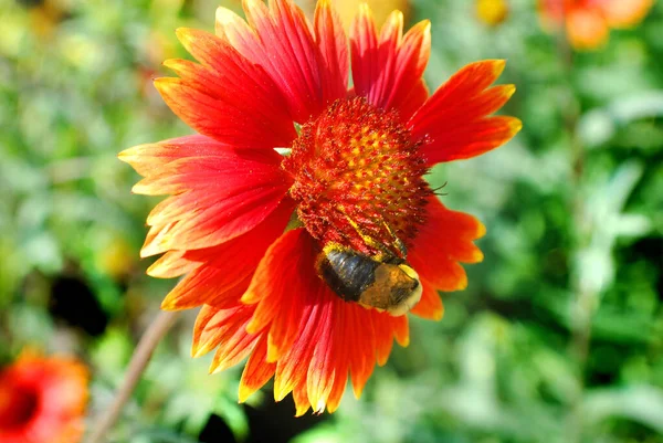 Pétalos Flores Rojas Abejas Botánica Flora —  Fotos de Stock