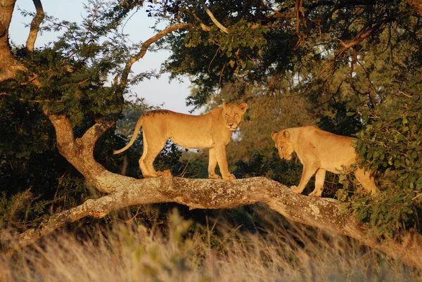 Kruger Park South Africa Leeuw Panthera Leo Een Van Vier — Stockfoto