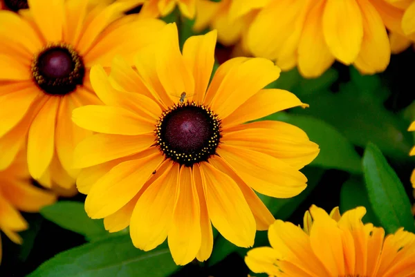 ルドケビアやコフラワー ブラック アイド ササンはすべて北米原産で 黄色や金色の花の頭を持つ庭で多くの種が栽培されています — ストック写真