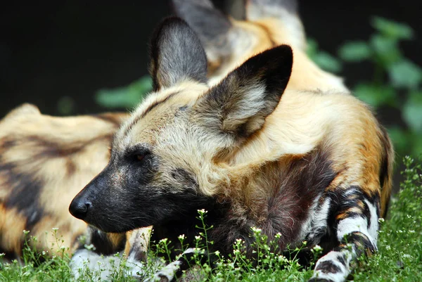 Afrika Vahşi Köpeği Lycaon Pictus Afrika Yaşayan Afrika Yaşayan Bir — Stok fotoğraf