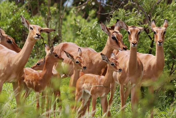 Impalas Hluhluwe Imfolosi Park Sud Africa — Foto Stock