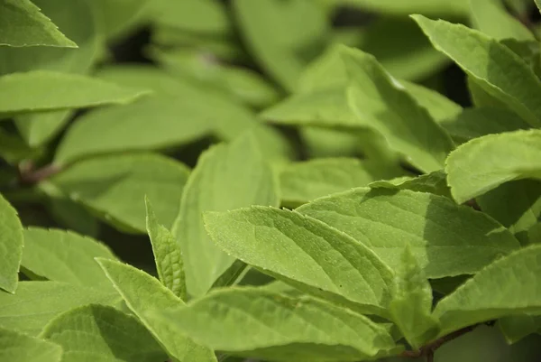 Folhas Verdes Uma Fábrica Jardim — Fotografia de Stock