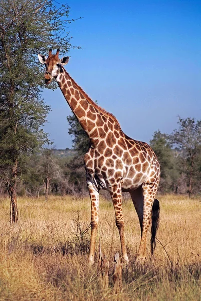 Zsiráf Giraffa Camelopardalis Egy Afrikai Páros Ujjú Patás Emlős Összes — Stock Fotó