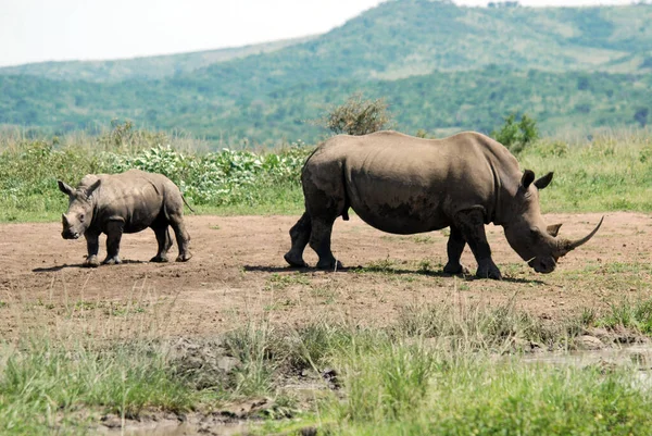 Rhinocéros Mère Veau Dans Parc Hluhluwe Imfolosi Afrique Sud — Photo