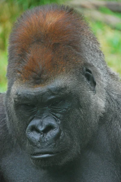 Gorillák Földlakó Túlnyomórészt Növényevő Majmok Amelyek Közép Afrika Erdeiben Élnek — Stock Fotó