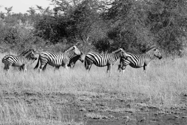 Zebra Kruger Park South Africa — Stock Photo, Image