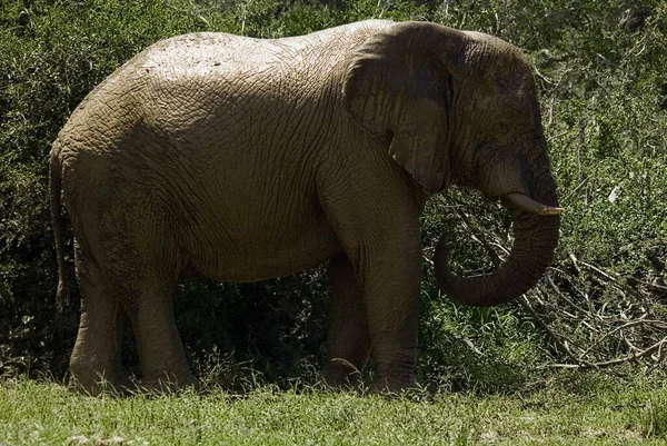 Sloni Jsou Velcí Savci Čeledi Elephantidae Řádu Proboscidea Tradičně Jsou — Stock fotografie