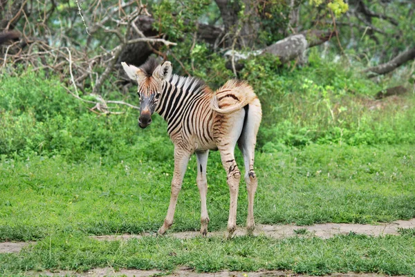 Zebra Hluhluwe Imfolosi Park Zuid Afrfica — Stockfoto