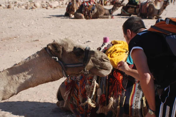 Верблюд Поближе Camelus Dromedarius Один Горбатый Верблюд Используемый Ближнем Востоке — стоковое фото