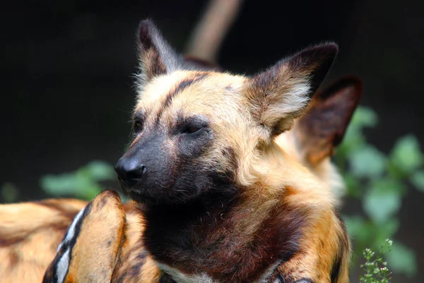 Lycaon Pictus Является Большой Собакой Найденной Африке Особенно Саваннах Слегка — стоковое фото