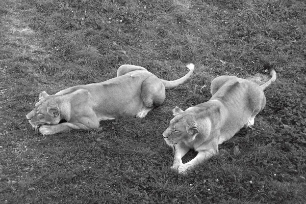 Lion Est Des Quatre Grands Félins Genre Panthera Membre Famille — Photo