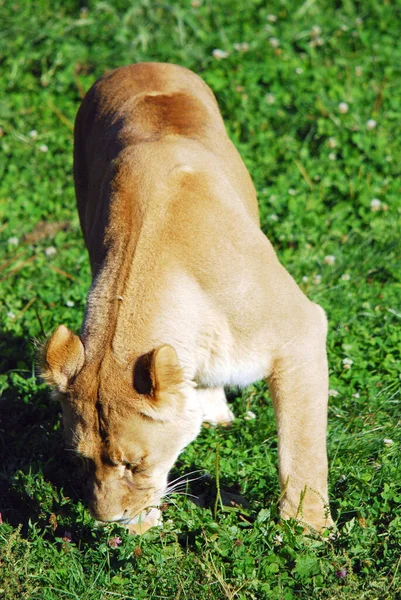 Leão Dos Quatro Grandes Felinos Gênero Panthera Membro Família Felidae — Fotografia de Stock