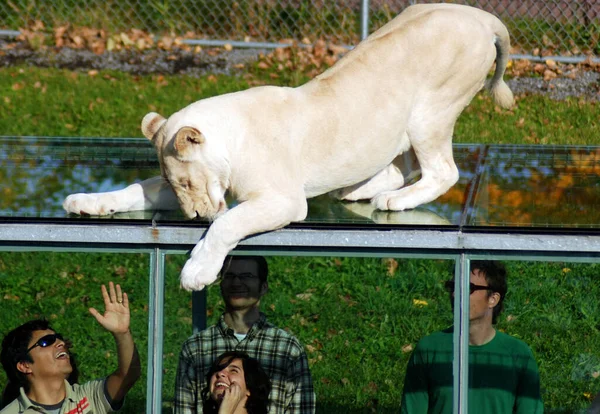 León Blanco Una Mutación Rara Del Color Del León Cuando — Foto de Stock