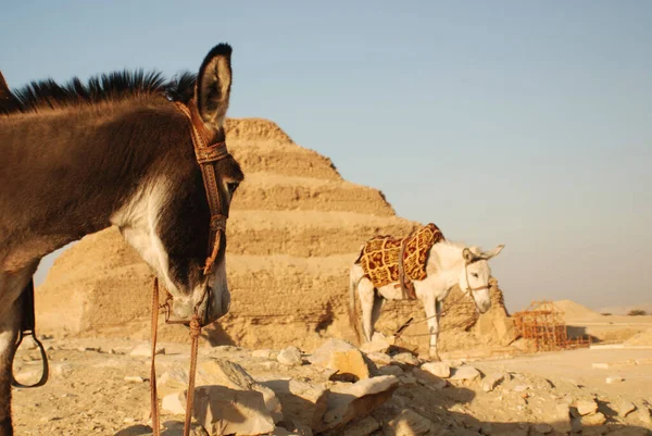 Saqqarah Egito Bedouin Burro Deserto — Fotografia de Stock