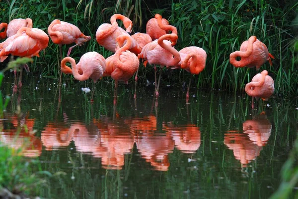 フラミンゴ Flamingos またはフラミンゴ Flamingos 鳥類の一種で フェニコプター科で唯一の属である アメリカにはフラミンゴが4種 旧世界には2種あります — ストック写真