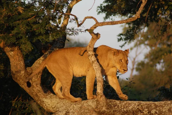 Kruger Park South Africa Leeuw Panthera Leo Een Van Vier — Stockfoto