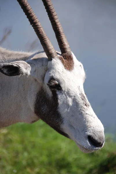 Scimitar Oryx Scimitar Horned Oryx Sahara Oryx Species Oryx Once — Stock Photo, Image