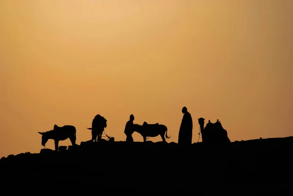Saqqarah Egypten Siluett Bedouins Öknen Med Sina Djur — Stockfoto