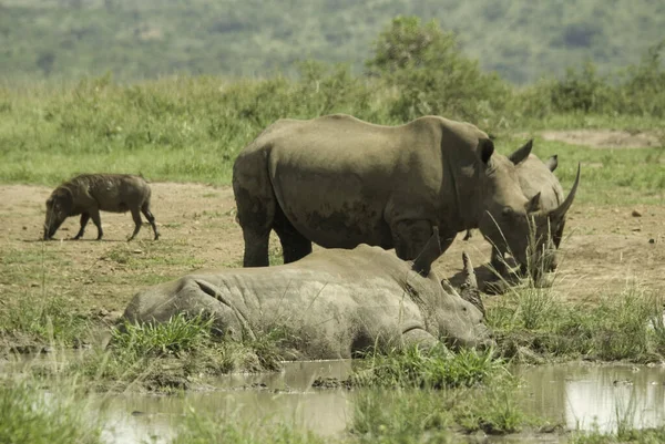 Rinoceronte Hluhluwe Imfolosi Park África Sul — Fotografia de Stock