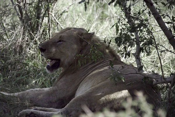 Leeuw Een Van Vier Grote Katten Uit Het Geslacht Panthera — Stockfoto