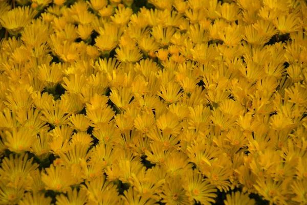 Mooie Gele Bloemen Tuin — Stockfoto