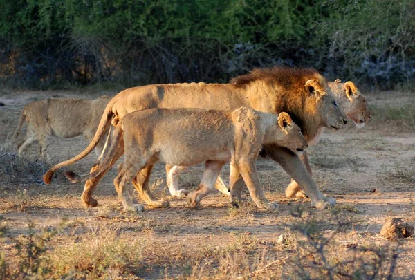 Lion Familie Kruger Park Zuid Afrika Een Van Grootste Wildreservaten — Stockfoto