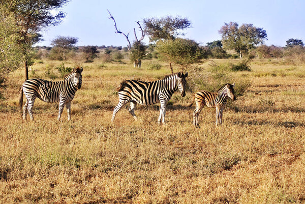 Zebra in Kruger park, South Africa