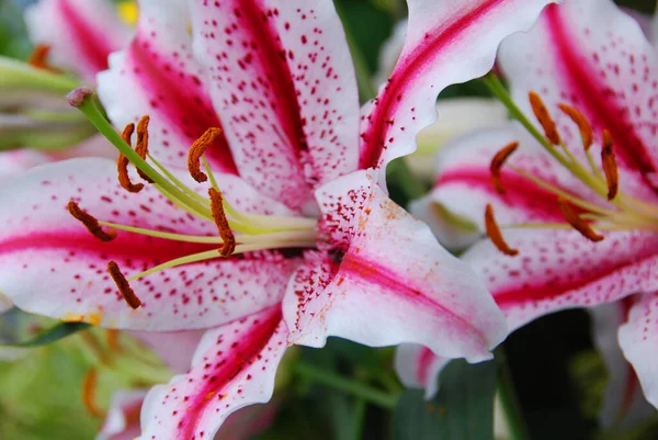 Lilium Género Plantas Herbáceas Con Flores Que Crecen Partir Bulbos —  Fotos de Stock