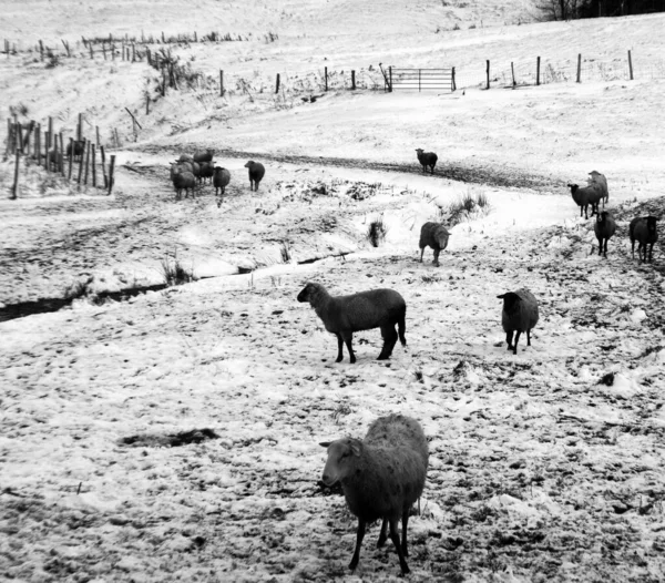 Vecchie Pecore Fattoria Nel Tardo Autunno Bromont Quebec Canada — Foto Stock