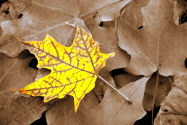 Punainen Keltainen Vaahtera Lehdet Muodostavat Näyttävän Kohtauksen Maassa — kuvapankkivalokuva