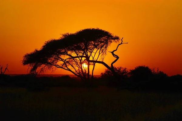 Puesta Sol Parque Kruger Sudáfrica Una Las Mayores Reservas Caza —  Fotos de Stock