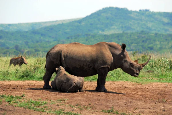 Rinoceronte Mãe Bezerro Hluhluwe Imfolosi Park África Sul — Fotografia de Stock