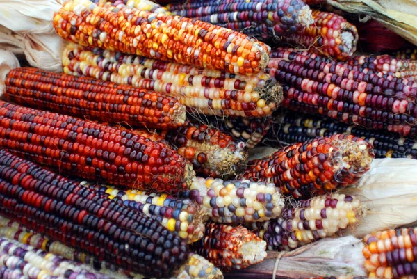 Cheerful and Colorful dried Indian Corn in a basket as decoration for Thanksgiving Table, Halloween, and the Fall Season