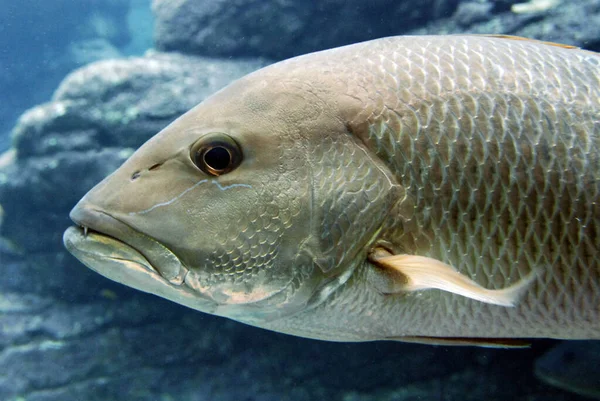 stock image Fish swimming deep underwater