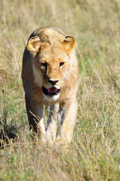 Lion Est Des Grands Félins Genre Panthera Membre Famille Des — Photo