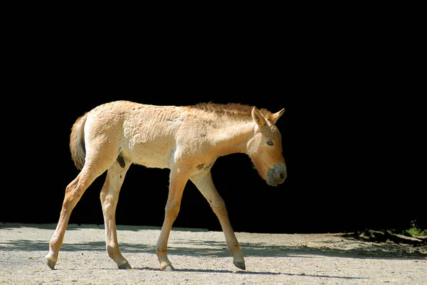 Koń Przewalskiego Czyli Koń Dzungarski Jest Rzadkim Zagrożonym Podgatunkiem Dzikiego — Zdjęcie stockowe