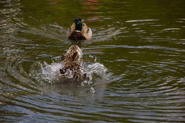 Ducks Swimming Pond Water — Stock Photo, Image