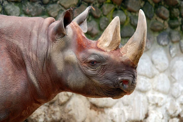 Indian Rhinoceros Rhinoceros Unicornis Også Kalt Rhinoceros Med Store Enhorn – stockfoto
