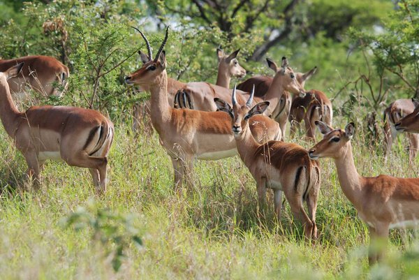 Hluhluwe imfolozi park South Africa, Impala (Aepyceros melampus) is a medium-size antelope found in eastern and southern Africa.
