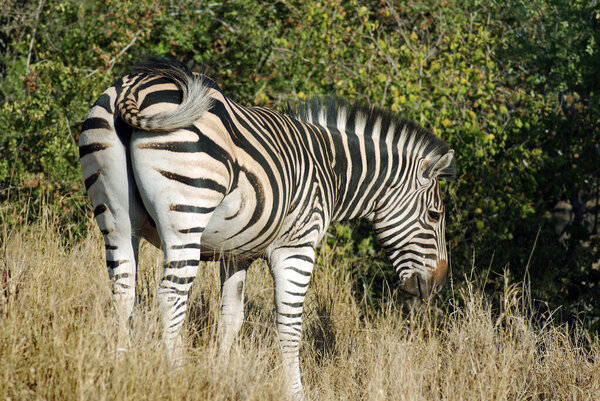 Zebra in Kruger park, South Africa
