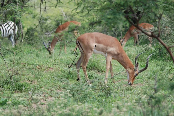 Park Hluhluwe Imfolozi Rpa Impala Aepyceros Melampus Średniej Wielkości Antylopa — Zdjęcie stockowe