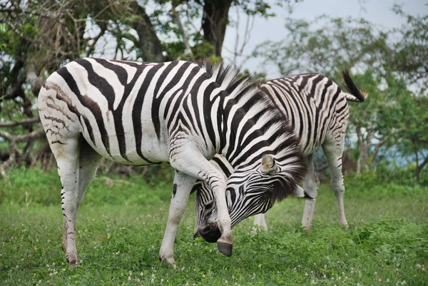 Zebra Hluhluwe Imfolosi Park Jihoafrická Republika — Stock fotografie