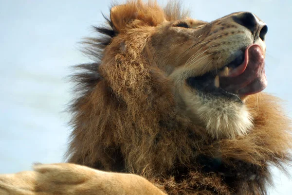 León Uno Los Cuatro Grandes Felinos Del Género Panthera Miembro — Foto de Stock