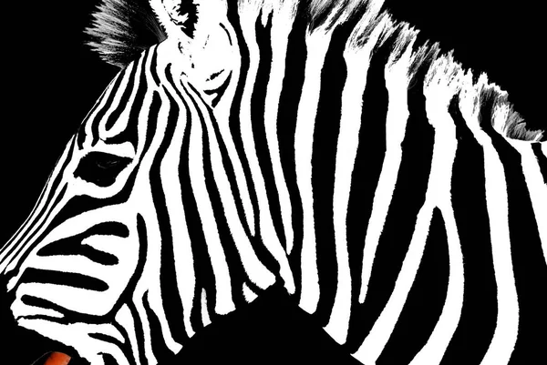 Гарна Чорно Біла Ізольована Зебра — стокове фото