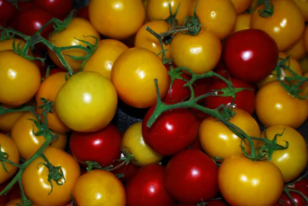 Dziedzic Małych Pomidorów Wystawie Targu Rolniczym Montreal Quebec Kanada — Zdjęcie stockowe