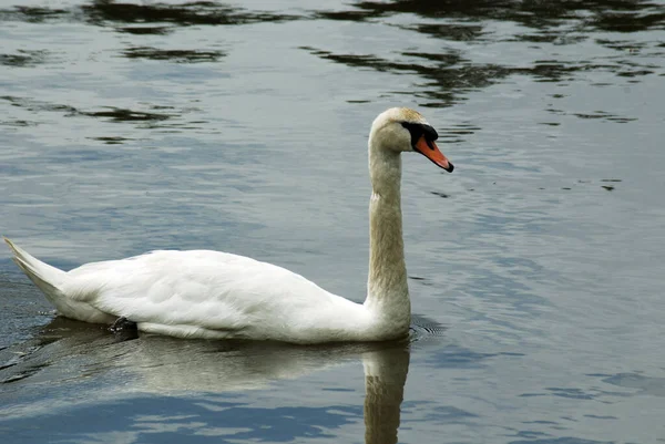 Bílá Labuť Pták Čeledi Anatidae Rodu Cygnus Mezi Blízké Příbuzné — Stock fotografie